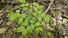 Prosartes lanuginosa