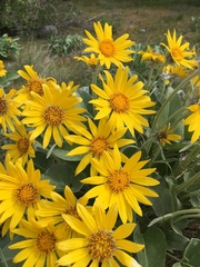 Balsamorhiza sagittata