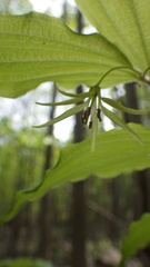 Prosartes lanuginosa