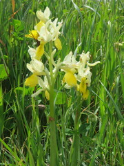 Orchis pauciflora