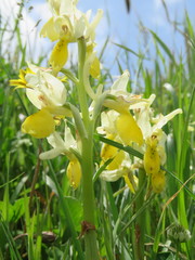 Orchis pauciflora