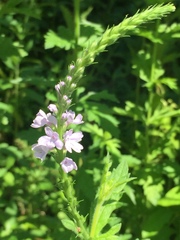Verbena xutha