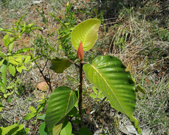 Dipterocarpus
