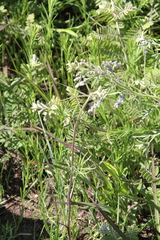 Delphinium carolinianum virescens