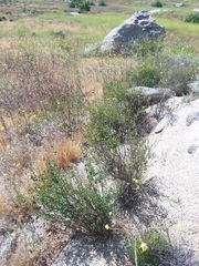 Solanum umbelliferum