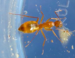 Camponotus importunus