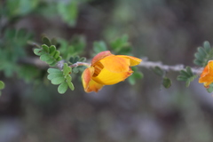 Chamaecrista greggii