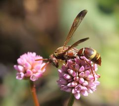Polistes badius