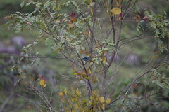 Tangara labradorides