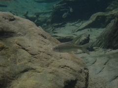 Taiwan Ku Fish photo 2