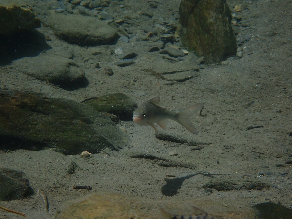 Deepbody shovelnose (Onychostoma alticorpus) — Cyprinidae