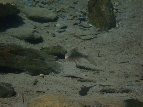 Hoogrug-bergscraper (Onychostoma alticorpus) — Cyprinidae