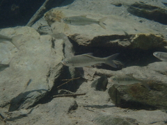Taiwan Ku Fish photo 1