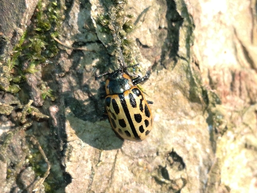 Spotted Willow Leaf Beetle photo 3