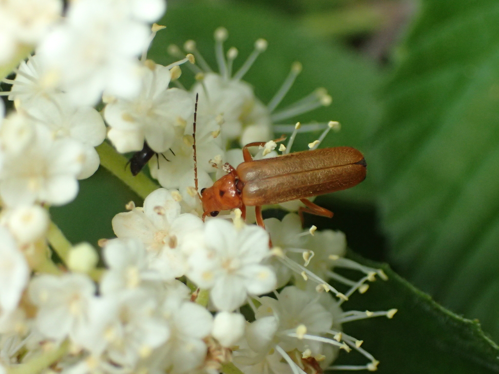 セボシジョウカイ類