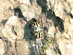 Chrysomela vigintipunctata