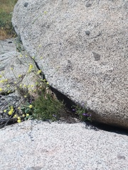 Solanum umbelliferum