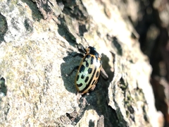 Chrysomela vigintipunctata