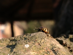 Chrysomela vigintipunctata