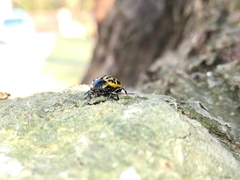 Chrysomela vigintipunctata