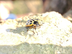 Chrysomela vigintipunctata