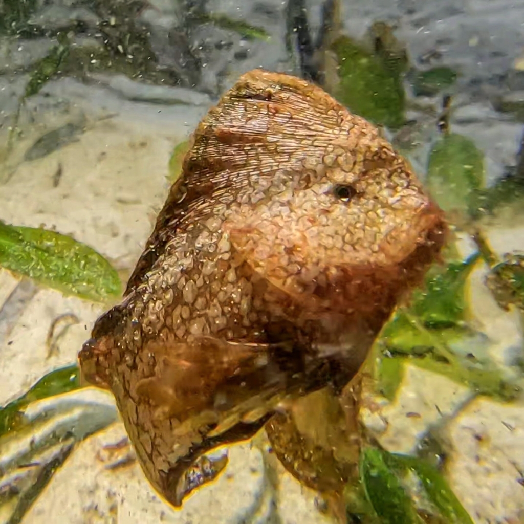Whiskered Prowfish