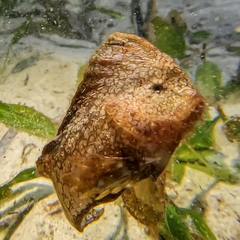 Whiskered Prowfish photo 1