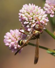 Polistes badius