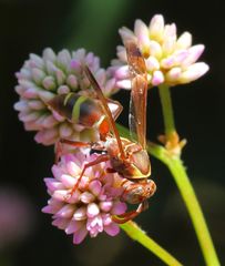Polistes badius