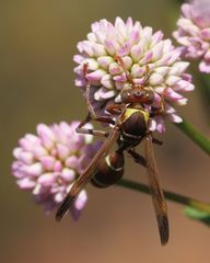 Polistes badius