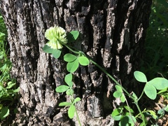 Trifolium reflexum