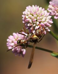 Polistes badius