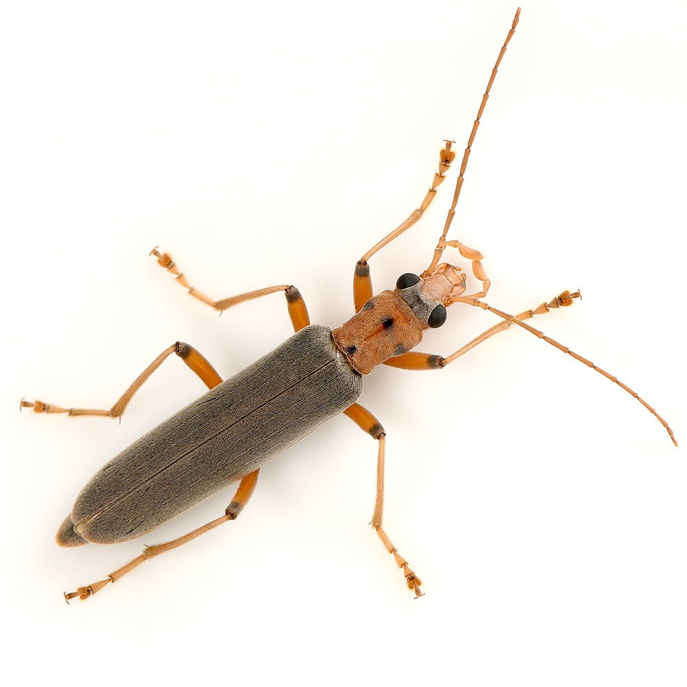 Four-marked False Blister Beetle