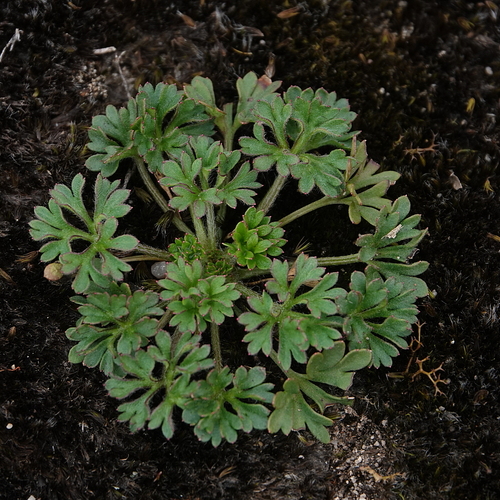 Actinotus gibbonsii, 2024-05-07