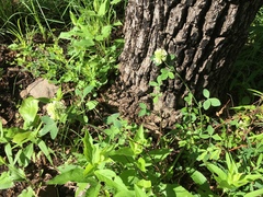 Trifolium reflexum