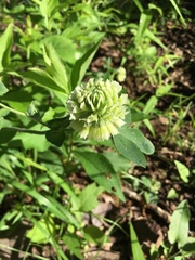 Trifolium reflexum