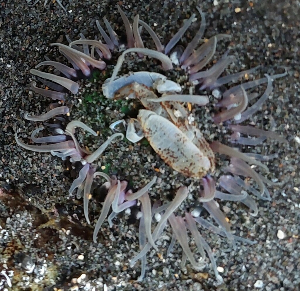 True Crabs from New Plymouth District, Taranaki, New Zealand on April 2 ...