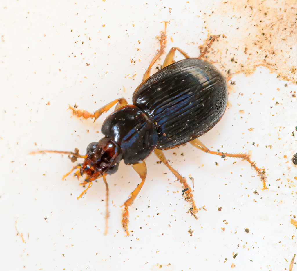 Ground Beetles from Glengowrie on May 12, 2024 at 01:38 PM by Cindy ...