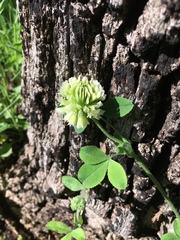 Trifolium reflexum