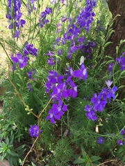 Delphinium ajacis