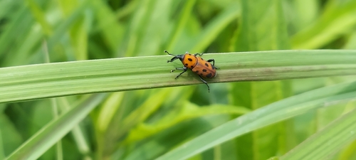 Ironweed Curculio photo 5