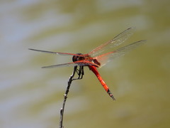 Tramea transmarina euryale