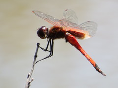 Tramea transmarina euryale