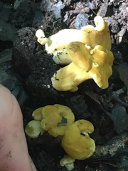 Cantharellus tabernensis