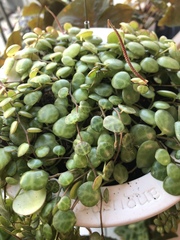 Peperomia prostrata