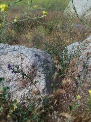 Solanum umbelliferum