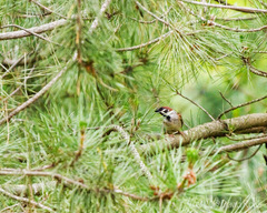 Passer montanus