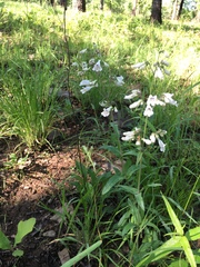 Penstemon arkansanus