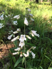 Penstemon arkansanus
