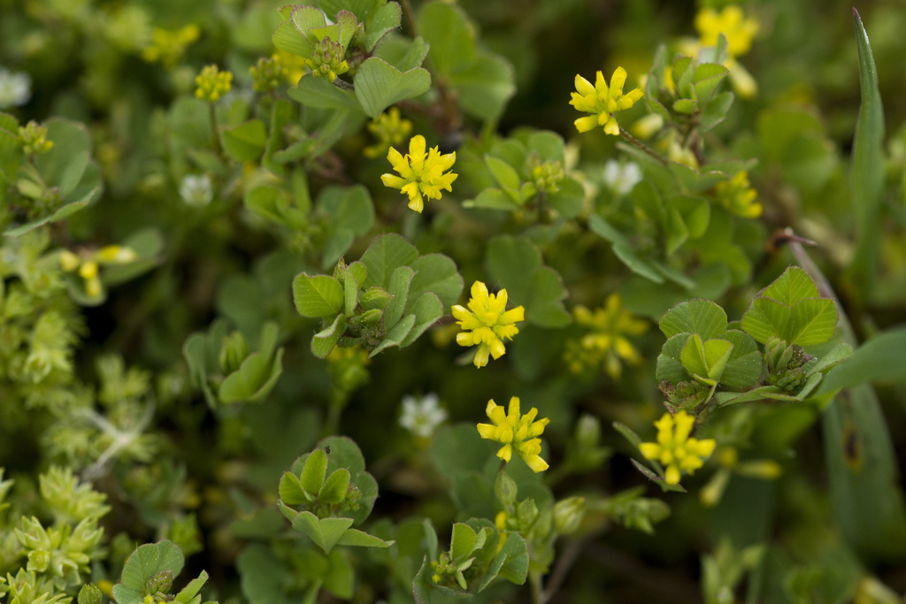 Lesser hop trefoil (Lee County SC Vascular Plants) · iNaturalist